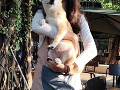 -柴犬高等学院·狗咖·柴犬售卖·宠物训练