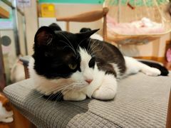 -绒爪撸猫下午茶·猫咖