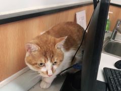 -菲丽丝宠物医院·24小时·猫科中心·免疫点(淮海分院)