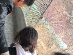 -辛安庄鸡鸣山景区