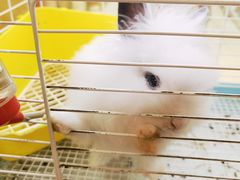-宠物兔专门店(天丰利市场店)
