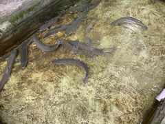 -源泉冷水鱼庄(小鱼洞店)