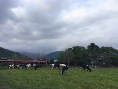 -瑞穗牧场