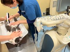 -萌兽医馆·犬猫专科·眼科中心·宠物医院(朝阳门分院)
