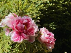 -洛阳市隋唐城遗址植物园