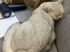 -半岛宠物医院24小时(科华中路店)