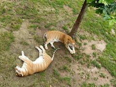 -西霞口神雕山野生动物世界