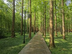 -黄海国家森林公园