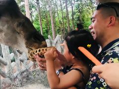 -清迈夜间动物园