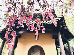 -岳麓书院