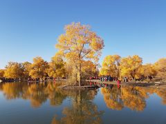 -金塔沙漠胡杨林景区