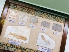 -辽宁古生物博物馆