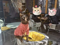 -喵屿·大理花园猫咖