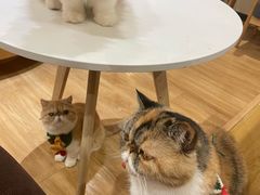 -滚猫咖啡·猫咖·猫友好撸猫(未来城店)