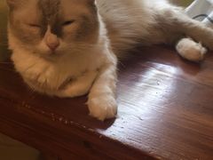 -猫色咖啡·猫咖