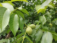 -天津盘山风景名胜区