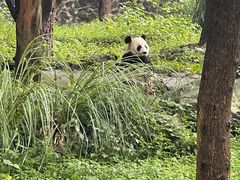 -都江堰中华大熊猫苑