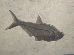 -湖南省地质博物馆