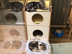 -猫大福·Fortune Cat猫舍(百子湾店)