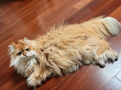 -momokira米努特·德文卷毛猫·棉花面纱犬