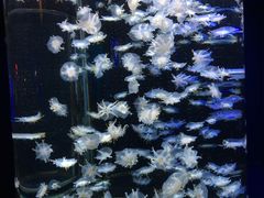 -太平洋海底世界