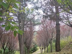 -翠矶山公园