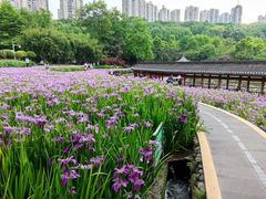 -龙头寺公园