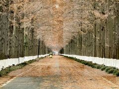 -黄海国家森林公园