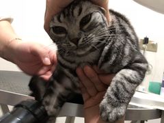 -优米宠物美容(体育场路店)