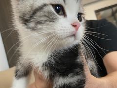 -lincat·猫舍(广州店)