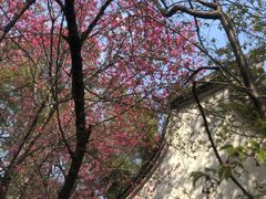 -金鸡山公园