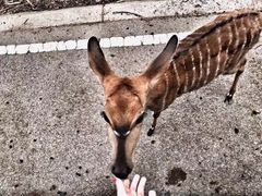 -清迈夜间动物园