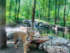 -北京野生动物园