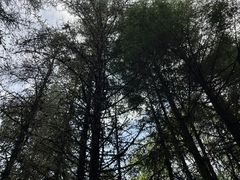-达瓦更扎