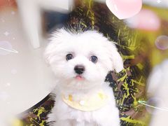 -奈斯宠物医院·核磁CT·异宠专科·内镜(中南店)