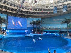 -海合安成都极地海洋公园