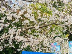 -高东镇樱花园