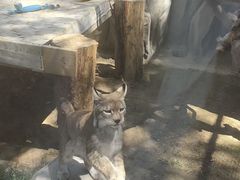 -青藏高原野生动物园