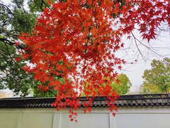 -秋霞圃