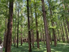 -黄海国家森林公园