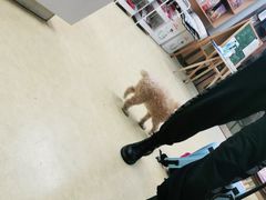 -瑞派宠物医院·中兽医专科(中央商城分院)