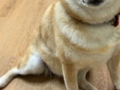 -是阿柴呀！柴犬咖啡·爱喵喵猫咖