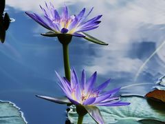 -国家植物园南园