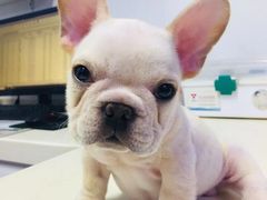 -宠颐生中康贝怡动物医院