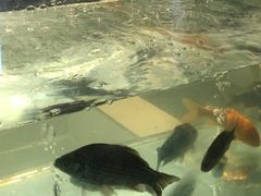 -小乡小镇·传承桐庐土菜·老板亲自烧的菜