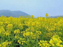 -西京湾花海