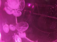 -大连圣亚海洋世界