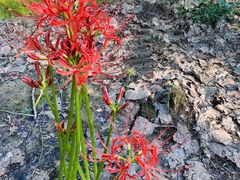 -合肥滨湖国家森林公园