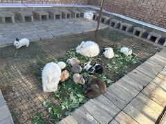-大自然农场蔬菜草莓采摘园