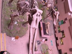 -陕西自然博物馆